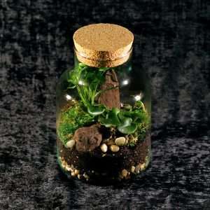Terrarium